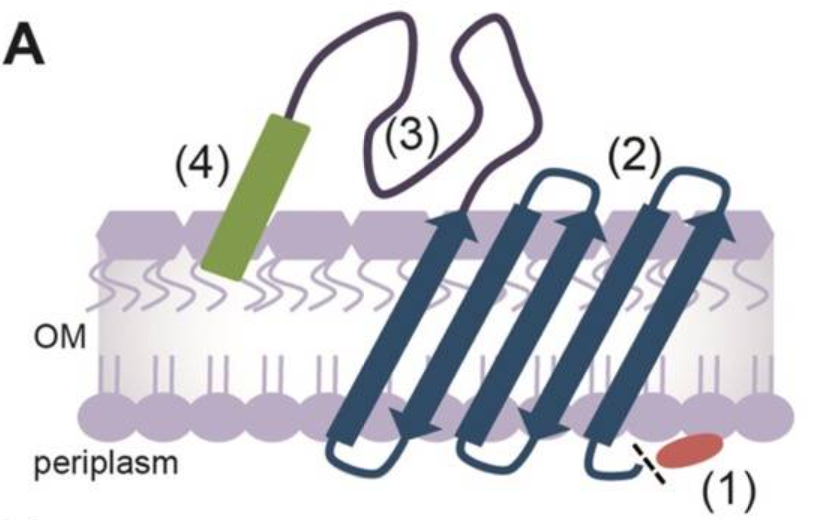 Lpp-OmpA-ApoD 表面展示系统示意图
